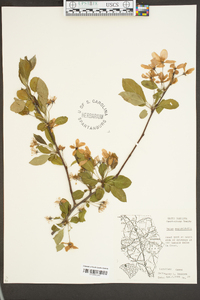 Malus angustifolia image