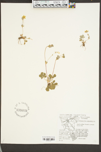 Potentilla canadensis image