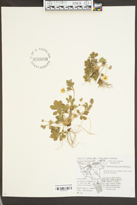 Potentilla canadensis image