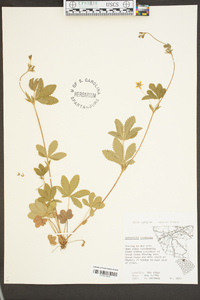 Potentilla canadensis image