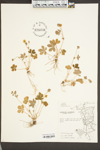 Potentilla canadensis image