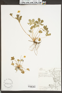 Potentilla canadensis image