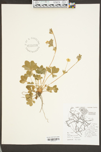 Potentilla canadensis image