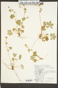 Potentilla canadensis image