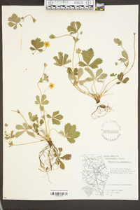 Potentilla canadensis image