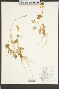 Potentilla canadensis image