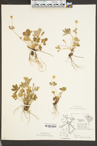 Potentilla canadensis image