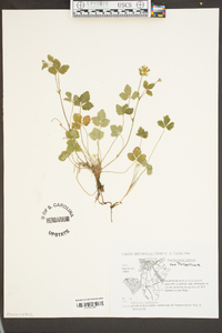 Potentilla indica image