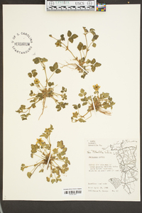 Potentilla indica image