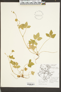 Potentilla indica image