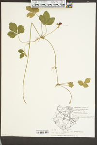 Potentilla indica image