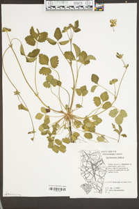 Potentilla indica image