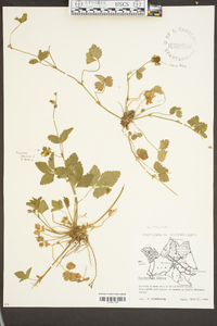 Potentilla indica image