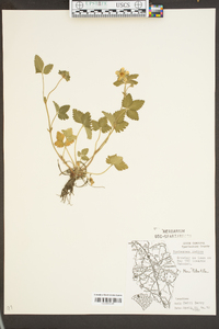 Potentilla indica image