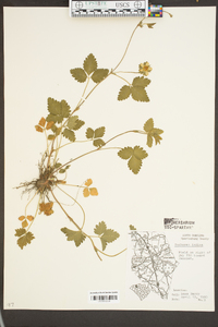 Potentilla indica image