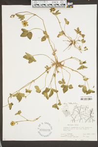 Potentilla indica image