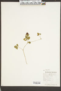 Potentilla indica image