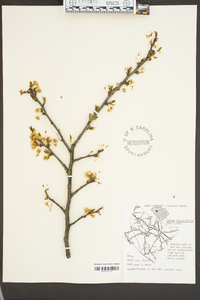 Prunus angustifolia image