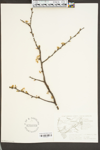 Prunus angustifolia image