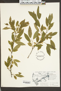 Prunus angustifolia image