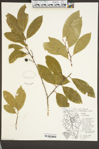 Prunus caroliniana image