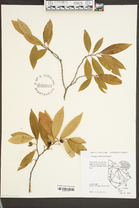 Prunus caroliniana image