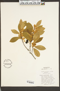 Prunus caroliniana image