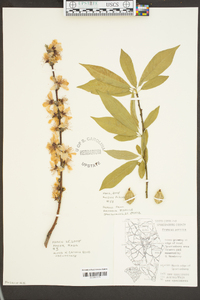 Prunus persica image