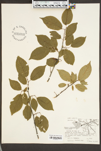 Prunus umbellata image