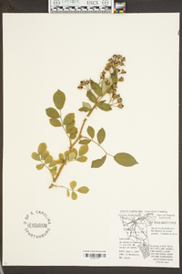 Rosa multiflora image