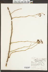 Rosa multiflora image