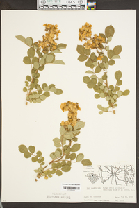 Rosa multiflora image