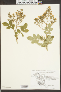 Rosa multiflora image