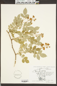 Rosa multiflora image