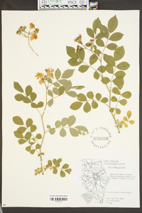 Rosa multiflora image