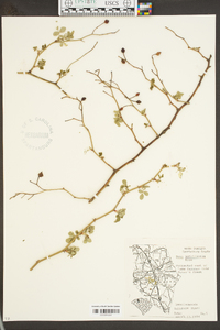 Rosa multiflora image