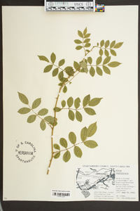 Rosa multiflora image