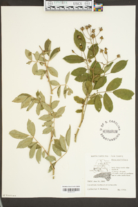 Rosa multiflora image