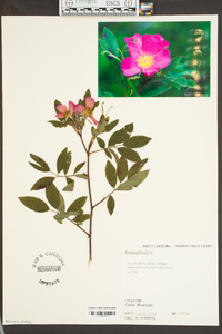 Rosa palustris image