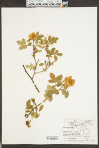 Rosa palustris image