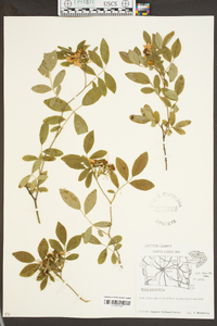 Rosa palustris image