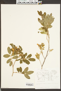 Rosa palustris image