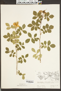 Rosa palustris image