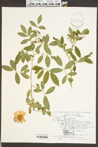 Rosa palustris image