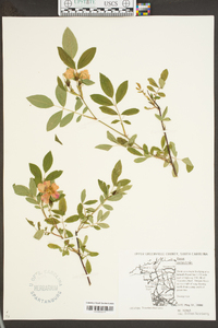 Rosa palustris image