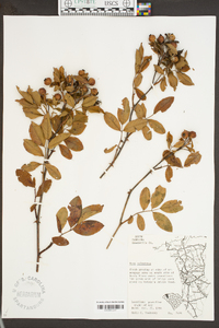 Rosa palustris image