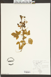 Rubus argutus image