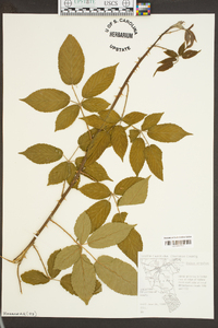 Rubus argutus image