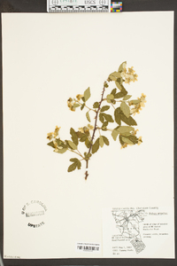 Rubus argutus image