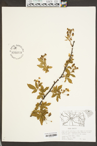 Rubus argutus image